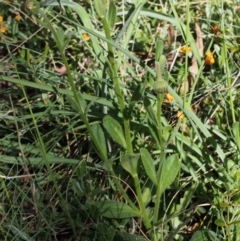 Brachyscome spathulata at Cotter River, ACT - 10 Dec 2015 09:30 AM