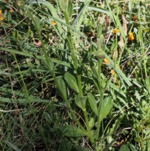 Brachyscome spathulata at Cotter River, ACT - 10 Dec 2015