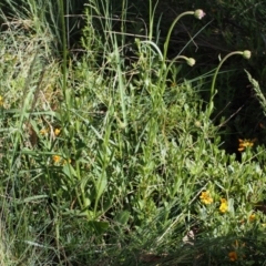 Brachyscome spathulata at Cotter River, ACT - 10 Dec 2015