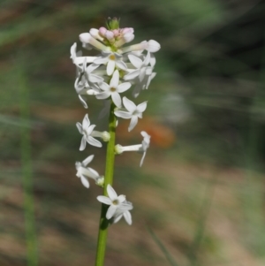 Stackhousia monogyna at Cotter River, ACT - 10 Dec 2015