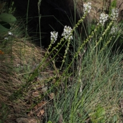 Stackhousia monogyna at Cotter River, ACT - 10 Dec 2015 08:45 AM