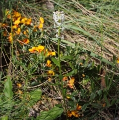 Stackhousia monogyna at Cotter River, ACT - 10 Dec 2015