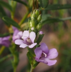 Euphrasia collina subsp. paludosa at Namadgi National Park - 9 Dec 2015 by KenT