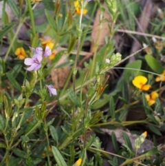 Euphrasia collina subsp. paludosa at Cotter River, ACT - 10 Dec 2015 08:48 AM