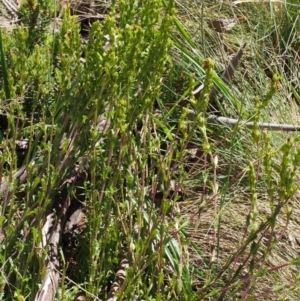 Euphrasia collina subsp. paludosa at Cotter River, ACT - 10 Dec 2015 08:48 AM