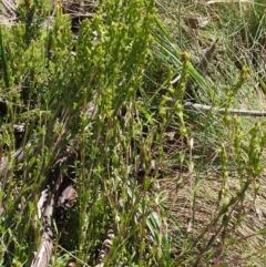 Euphrasia collina subsp. paludosa at Cotter River, ACT - 10 Dec 2015