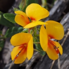 Podolobium alpestre (Shaggy Alpine Pea) at Cotter River, ACT - 10 Dec 2015 by KenT