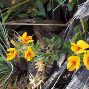 Podolobium alpestre at Cotter River, ACT - 10 Dec 2015