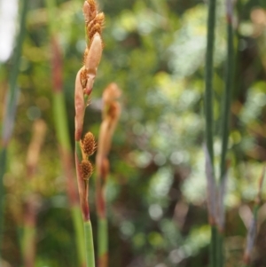 Baloskion australe at Cotter River, ACT - 10 Dec 2015 12:04 PM