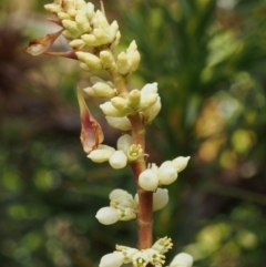 Dracophyllum continentis (Candle Heath) at Cotter River, ACT - 10 Dec 2015 by KenT