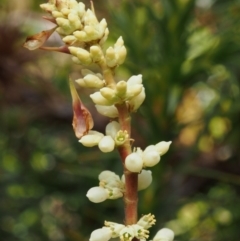 Richea continentis (Candle Heath) at Cotter River, ACT - 10 Dec 2015 by KenT