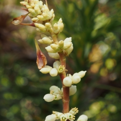 Richea continentis (Candle Heath) at Cotter River, ACT - 10 Dec 2015 by KenT