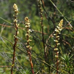 Dracophyllum continentis at Cotter River, ACT - 10 Dec 2015