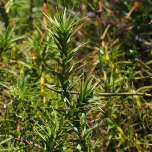 Dracophyllum continentis at Cotter River, ACT - 10 Dec 2015