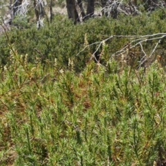 Dracophyllum continentis at Cotter River, ACT - 10 Dec 2015