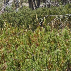 Dracophyllum continentis at Cotter River, ACT - 10 Dec 2015