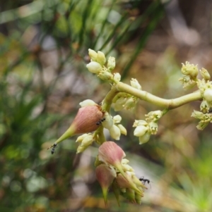 Dracophyllum continentis at Cotter River, ACT - 10 Dec 2015