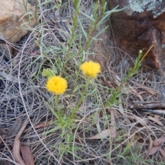 Rutidosis leptorhynchoides (Button Wrinklewort) at Red Hill Nature Reserve - 28 Dec 2015 by MichaelMulvaney