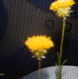 Rutidosis leptorhynchoides at Red Hill, ACT - 28 Dec 2015