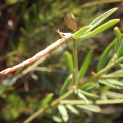 Lotus australis at Red Hill, ACT - 28 Dec 2015 06:22 PM