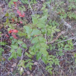 Berberis aquifolium at Red Hill, ACT - 28 Dec 2015