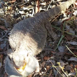 Pogona barbata at Bungendore, NSW - suppressed