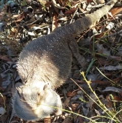 Pogona barbata at Bungendore, NSW - suppressed