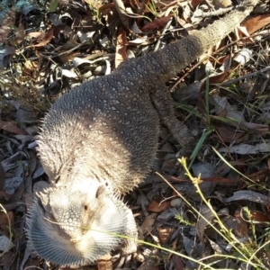 Pogona barbata at Bungendore, NSW - suppressed