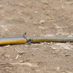 Hemiergis talbingoensis (Three-toed Skink) at Dunlop, ACT - 27 Dec 2015 by ConBoekel