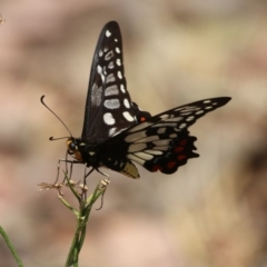 Papilio anactus (Dainty Swallowtail) at Majura, ACT - 23 Dec 2015 by SuziBond