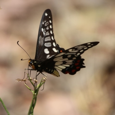 Papilio anactus (Dainty Swallowtail) at Mount Ainslie - 22 Dec 2015 by SuziBond