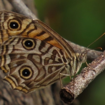 Geitoneura acantha (Ringed Xenica) at Jedbinbilla - 16 Feb 2015 by JohnBundock