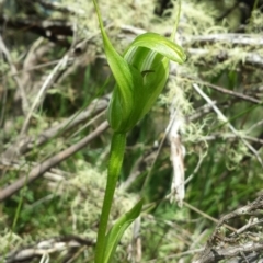 Pterostylis monticola (Large Mountain Greenhood) at Paddys River, ACT - 30 Dec 2015 by MattM