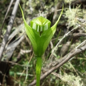 Pterostylis monticola at Paddys River, ACT - 30 Dec 2015