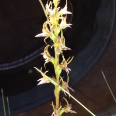 Paraprasophyllum canaliculatum (Summer Leek Orchid) by MattM