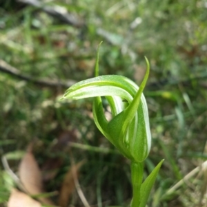 Pterostylis monticola at Paddys River, ACT - suppressed