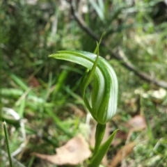 Pterostylis monticola at Paddys River, ACT - suppressed