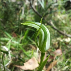 Pterostylis monticola at Paddys River, ACT - 30 Dec 2015