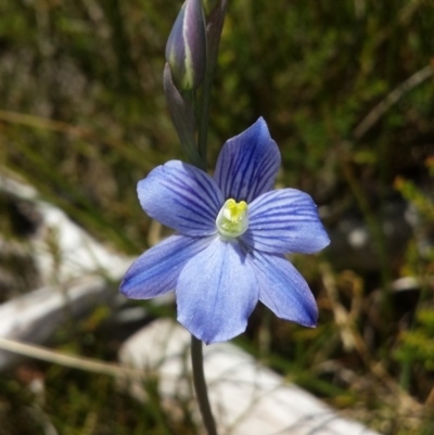 Thelymitra cyanea (Veined Sun Orchid) at Paddys River, ACT - 30 Dec 2015 by MattM