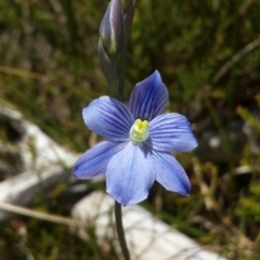 Thelymitra cyanea (Veined Sun Orchid) at Paddys River, ACT - 30 Dec 2015 by MattM