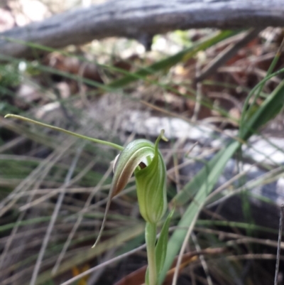Diplodium decurvum (Summer greenhood) at Tennent, ACT - 30 Dec 2015 by MattM