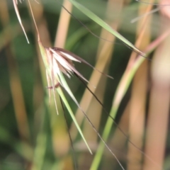 Themeda triandra (Kangaroo Grass) at Tharwa, ACT - 9 Jan 2014 by michaelb