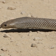 Pseudonaja textilis (Eastern Brown Snake) at Uriarra, ACT - 30 Dec 2015 by SuziBond