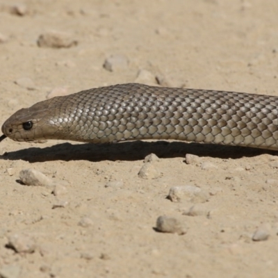 Pseudonaja textilis (Eastern Brown Snake) at Brindabella National Park - 29 Dec 2015 by SuziBond