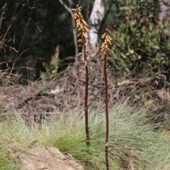 Gastrodia procera (Tall Potato Orchid) at Uriarra, ACT - 30 Dec 2015 by SuziBond