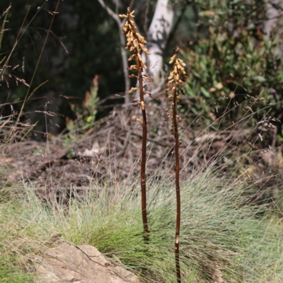 Gastrodia procera (Tall Potato Orchid) at Brindabella National Park - 29 Dec 2015 by SuziBond