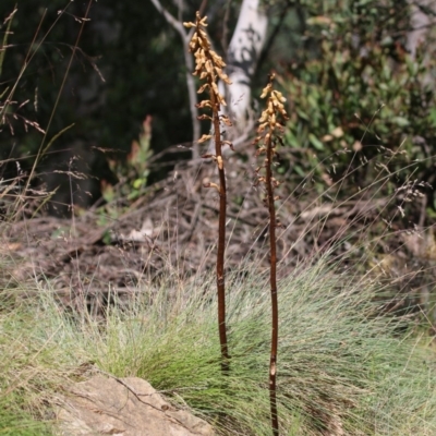 Gastrodia procera (Tall Potato Orchid) at Uriarra, ACT - 29 Dec 2015 by SuziBond