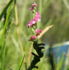 Spiranthes australis (Austral Ladies Tresses) at Fadden, ACT - 31 Dec 2015 by RyuCallaway