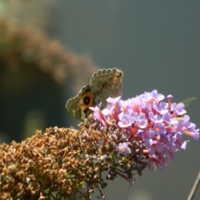 Junonia villida (Meadow Argus) at Fadden Hills Pond - 30 Dec 2015 by RyuCallaway