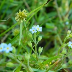 Myosotis laxa subsp. caespitosa (Water Forget-me-not) at Fadden Hills Pond - 30 Dec 2015 by RyuCallaway